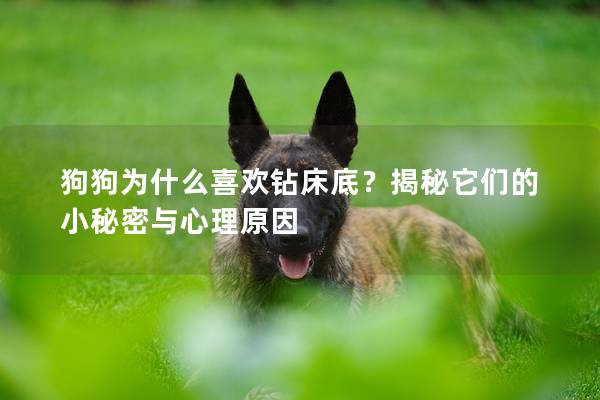 狗狗为什么喜欢钻床底？揭秘它们的小秘密与心理原因