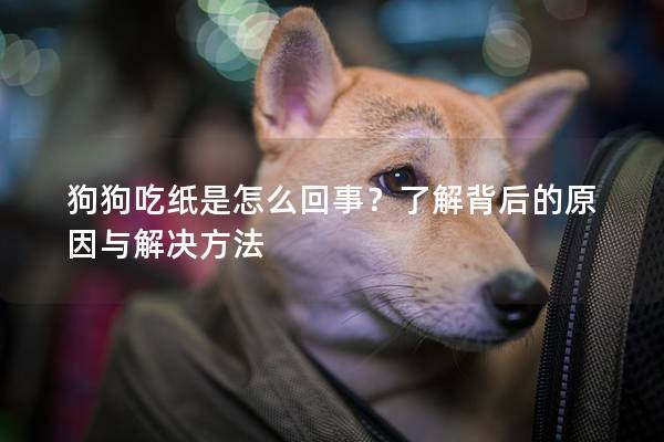 狗狗吃纸是怎么回事？了解背后的原因与解决方法