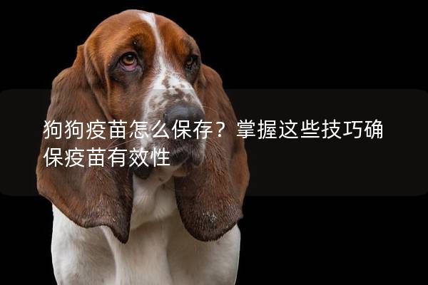 狗狗疫苗怎么保存？掌握这些技巧确保疫苗有效性