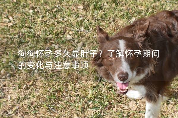 狗狗怀孕多久显肚子？了解怀孕期间的变化与注意事项