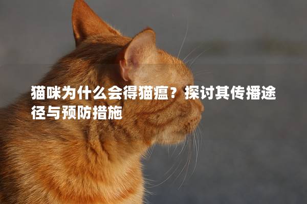 猫咪为什么会得猫瘟？探讨其传播途径与预防措施