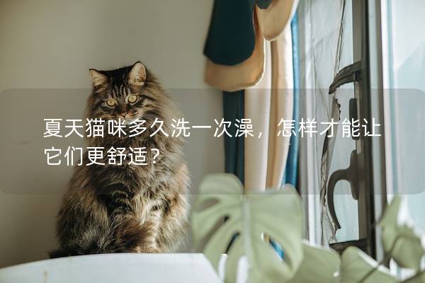 夏天猫咪多久洗一次澡，怎样才能让它们更舒适？