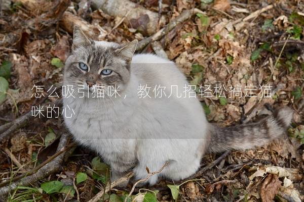 怎么吸引猫咪，教你几招轻松搞定猫咪的心