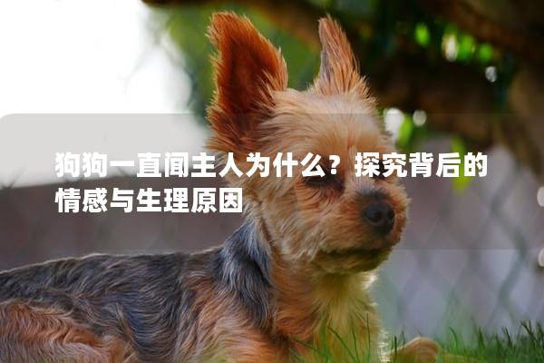 狗狗一直闻主人为什么？探究背后的情感与生理原因