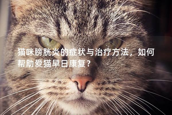 猫咪膀胱炎的症状与治疗方法，如何帮助爱猫早日康复？