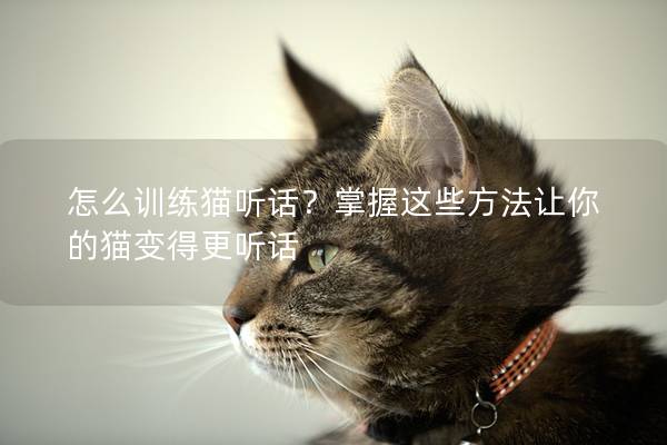 怎么训练猫听话？掌握这些方法让你的猫变得更听话