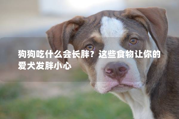 狗狗吃什么会长胖？这些食物让你的爱犬发胖小心