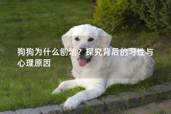 狗狗为什么刨地？探究背后的习性与心理原因