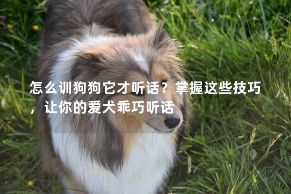 怎么训狗狗它才听话？掌握这些技巧，让你的爱犬乖巧听话