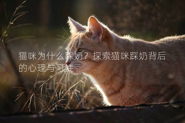 猫咪为什么踩奶？探索猫咪踩奶背后的心理与习性