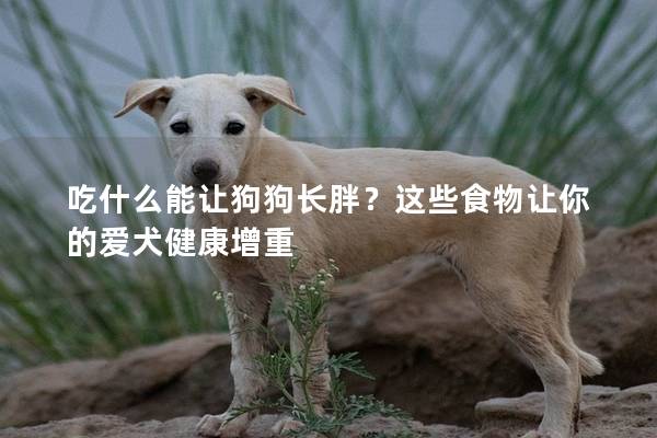 吃什么能让狗狗长胖？这些食物让你的爱犬健康增重