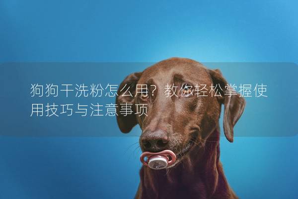 狗狗干洗粉怎么用？教你轻松掌握使用技巧与注意事项