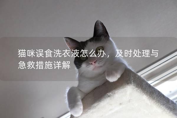 猫咪误食洗衣液怎么办，及时处理与急救措施详解