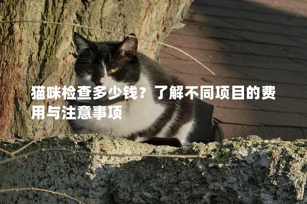 猫咪检查多少钱？了解不同项目的费用与注意事项