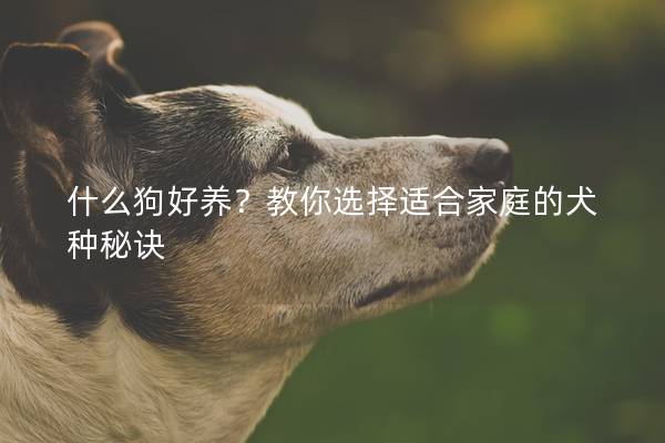 什么狗好养？教你选择适合家庭的犬种秘诀