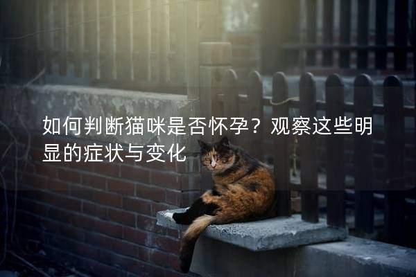 如何判断猫咪是否怀孕？观察这些明显的症状与变化