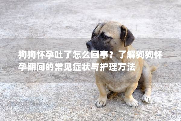 狗狗怀孕吐了怎么回事？了解狗狗怀孕期间的常见症状与护理方法