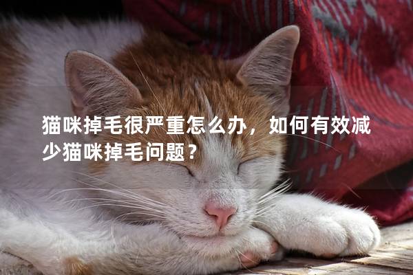 猫咪掉毛很严重怎么办，如何有效减少猫咪掉毛问题？