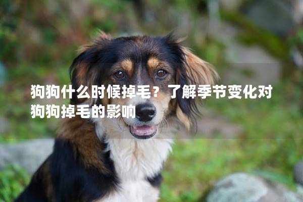 狗狗什么时候掉毛？了解季节变化对狗狗掉毛的影响