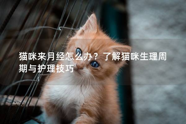 猫咪来月经怎么办？了解猫咪生理周期与护理技巧