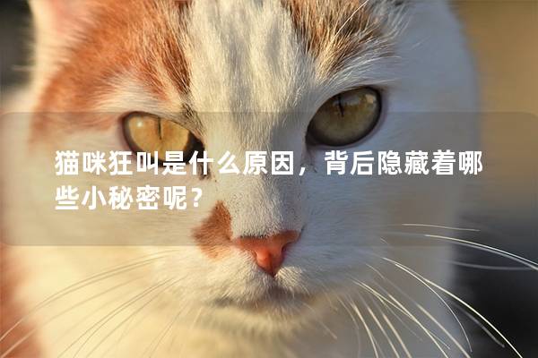 猫咪狂叫是什么原因，背后隐藏着哪些小秘密呢？