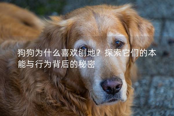 狗狗为什么喜欢刨地？探索它们的本能与行为背后的秘密