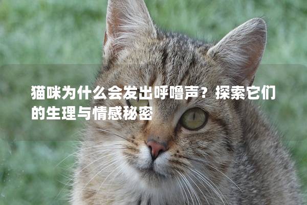 猫咪为什么会发出呼噜声？探索它们的生理与情感秘密