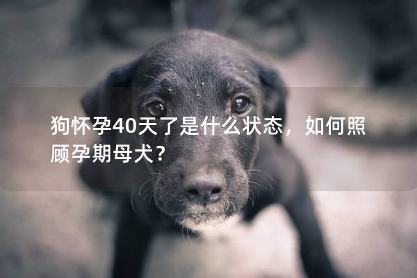 狗怀孕40天了是什么状态，如何照顾孕期母犬？