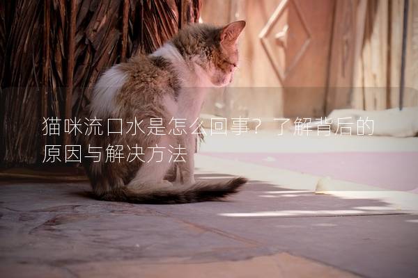 猫咪流口水是怎么回事？了解背后的原因与解决方法