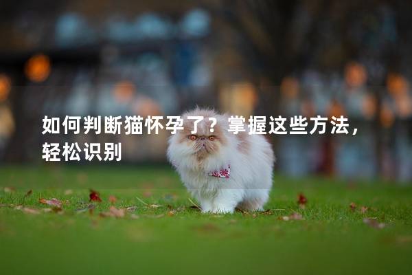 如何判断猫怀孕了？掌握这些方法，轻松识别