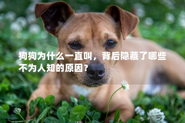 狗狗为什么一直叫，背后隐藏了哪些不为人知的原因？