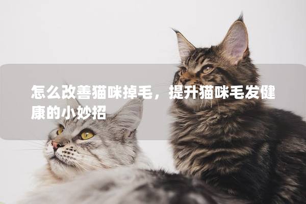 怎么改善猫咪掉毛，提升猫咪毛发健康的小妙招