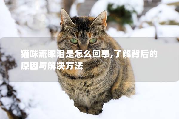 猫咪流眼泪是怎么回事,了解背后的原因与解决方法