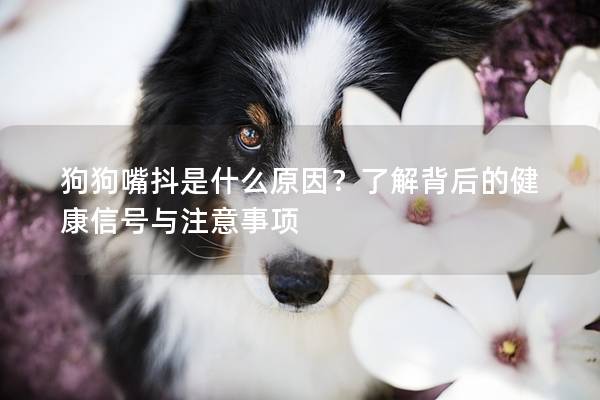 狗狗嘴抖是什么原因？了解背后的健康信号与注意事项