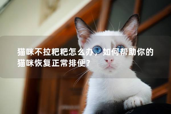 猫咪不拉粑粑怎么办，如何帮助你的猫咪恢复正常排便？