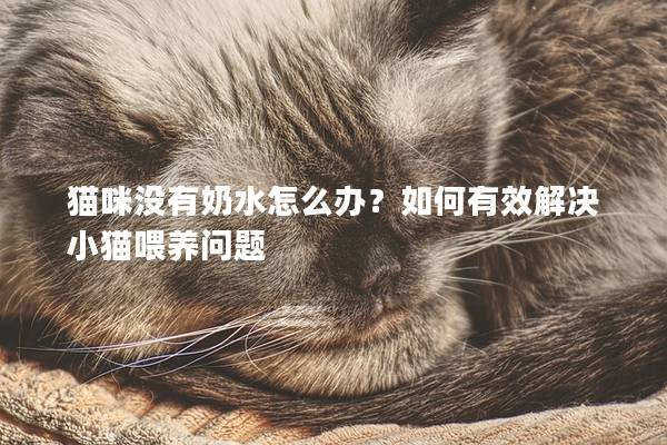 猫咪没有奶水怎么办？如何有效解决小猫喂养问题