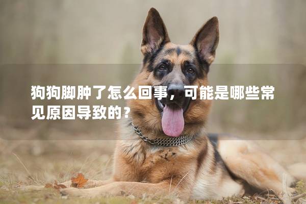 狗狗脚肿了怎么回事，可能是哪些常见原因导致的？