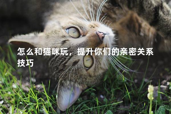 怎么和猫咪玩，提升你们的亲密关系技巧