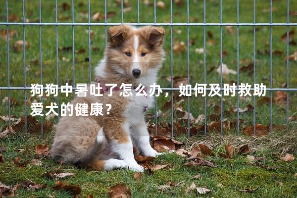 狗狗中暑吐了怎么办，如何及时救助爱犬的健康？