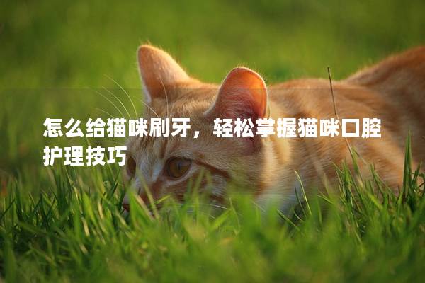 怎么给猫咪刷牙，轻松掌握猫咪口腔护理技巧