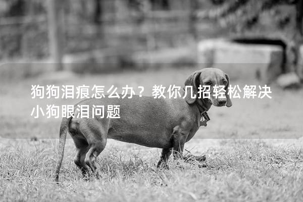 狗狗泪痕怎么办？教你几招轻松解决小狗眼泪问题