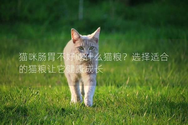 猫咪肠胃不好吃什么猫粮？选择适合的猫粮让它健康成长