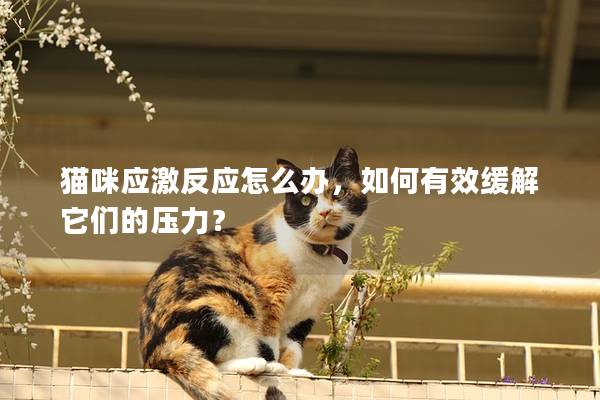 猫咪应激反应怎么办，如何有效缓解它们的压力？