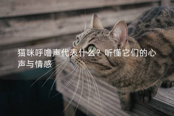 猫咪呼噜声代表什么？听懂它们的心声与情感