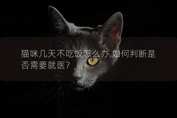 猫咪几天不吃饭怎么办,如何判断是否需要就医？