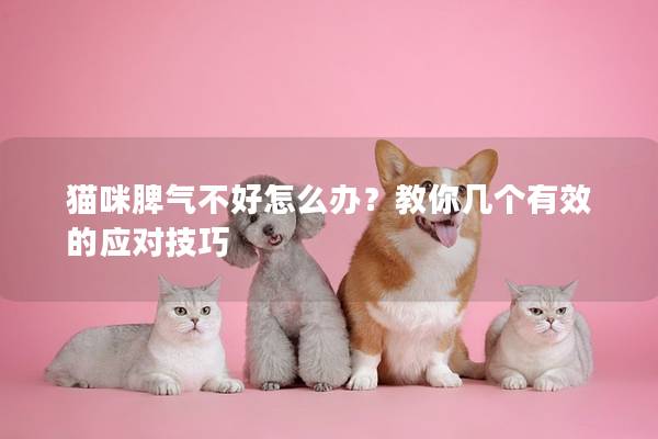 猫咪脾气不好怎么办？教你几个有效的应对技巧