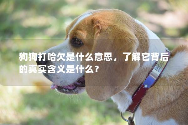 狗狗打哈欠是什么意思，了解它背后的真实含义是什么？