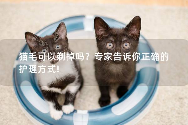 猫毛可以剃掉吗？专家告诉你正确的护理方式!