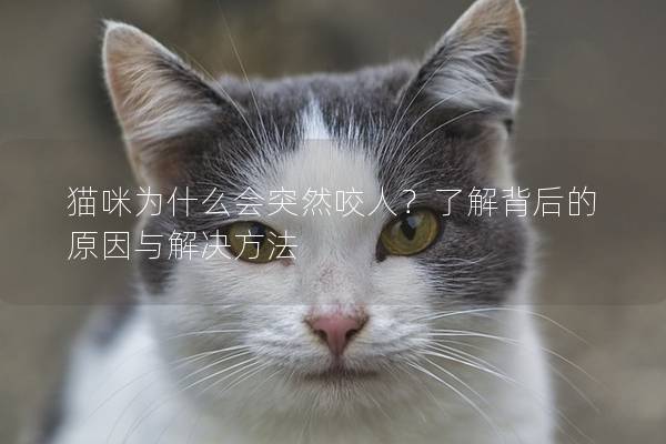 猫咪为什么会突然咬人？了解背后的原因与解决方法