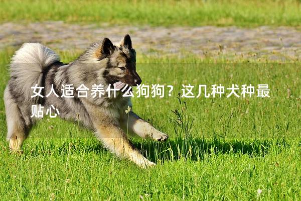 女人适合养什么狗狗？这几种犬种最贴心